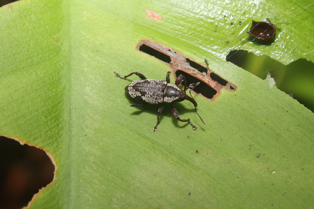 Hilipinus giuglarisi