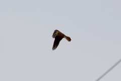 Falco sparverius sparverius