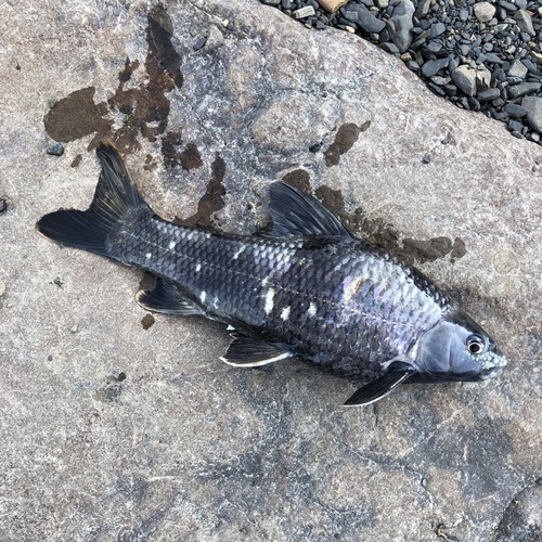 Sarcocheilichthys lacustris