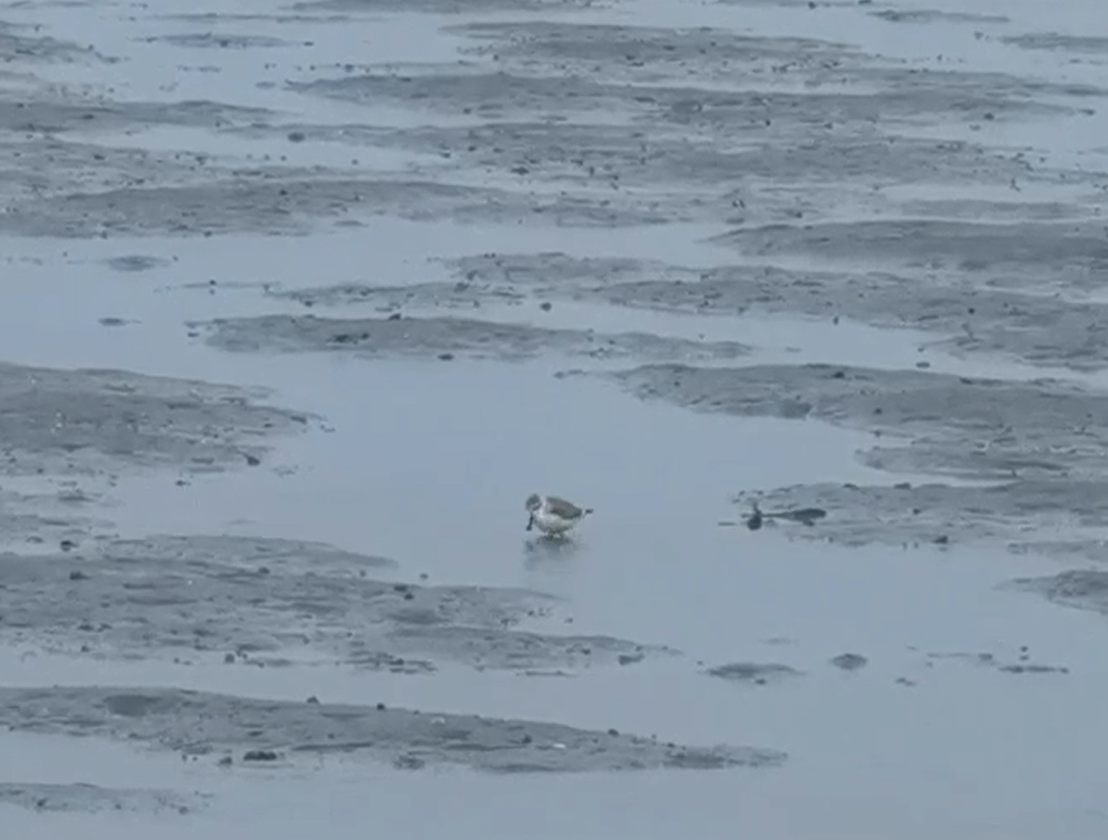 Spoon-billed Sandpiper