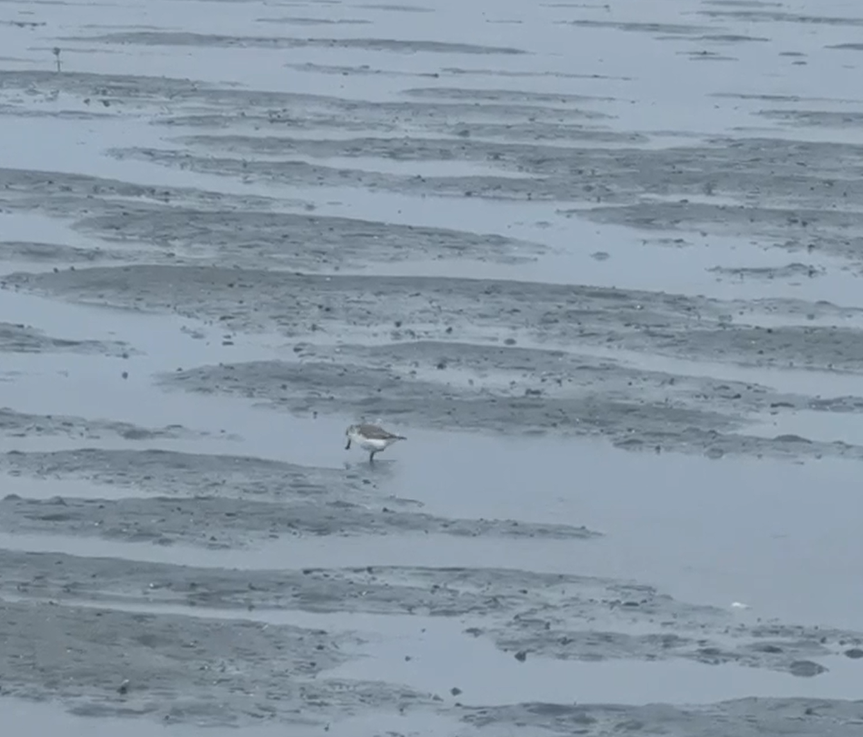 Spoon-billed Sandpiper