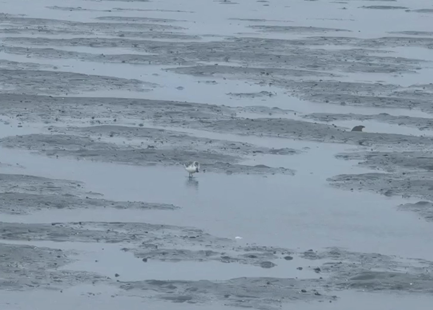 Spoon-billed Sandpiper