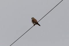 Falco sparverius sparverius