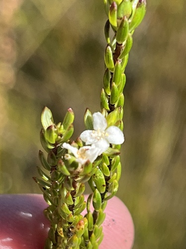 Sociable Stripper (Lachnaea sociorum)