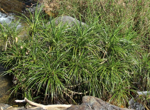 Pandanus fibrosus observed 2018-03-04