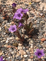 Phacelia pulchella gooddingii