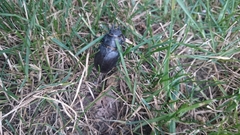 Lucanus placidus