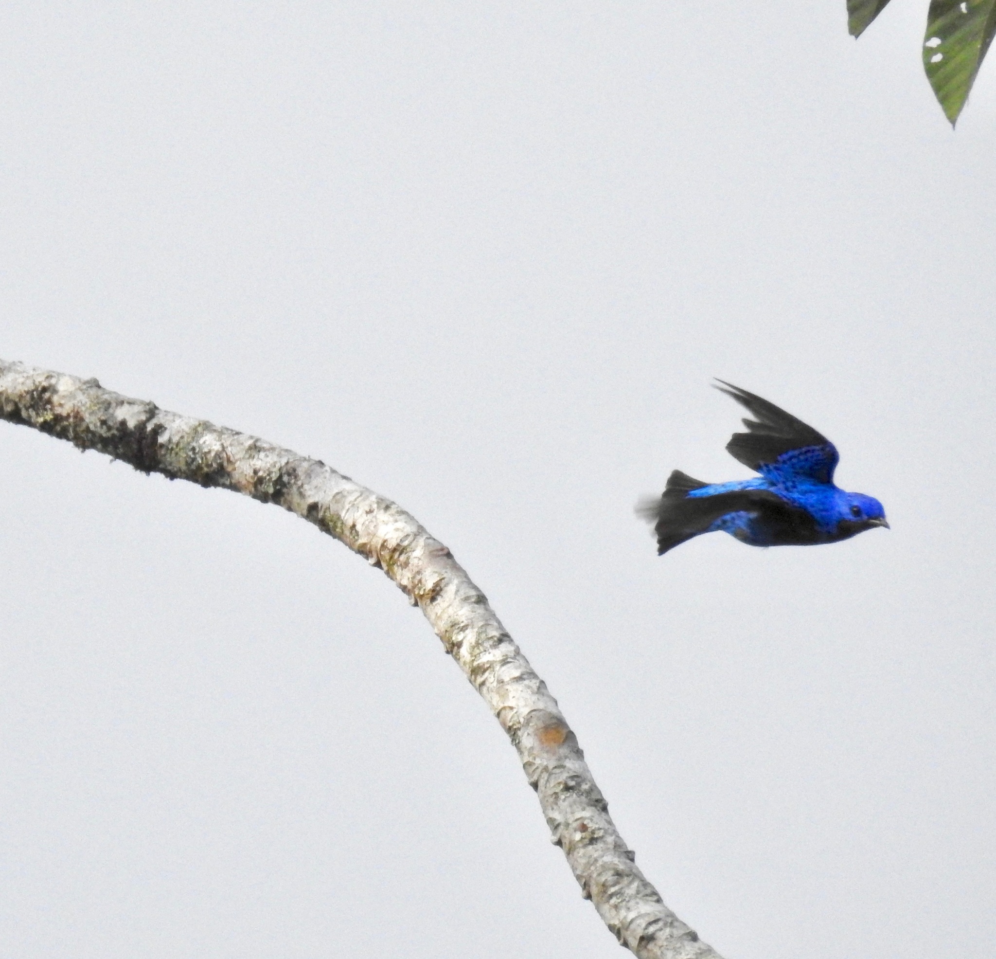Banded Cotinga (Cotinga maculata), photo 7