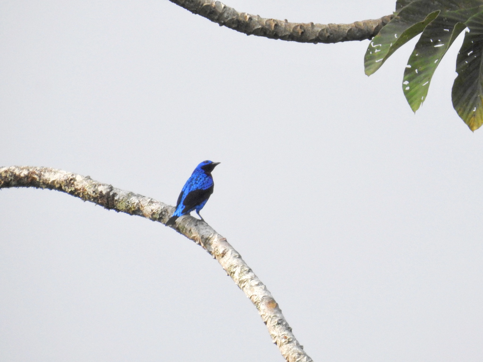 Banded Cotinga (Cotinga maculata), photo 8
