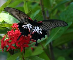 Papilio memnon agenor