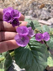 Phacelia calthifolia
