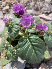 Phacelia calthifolia