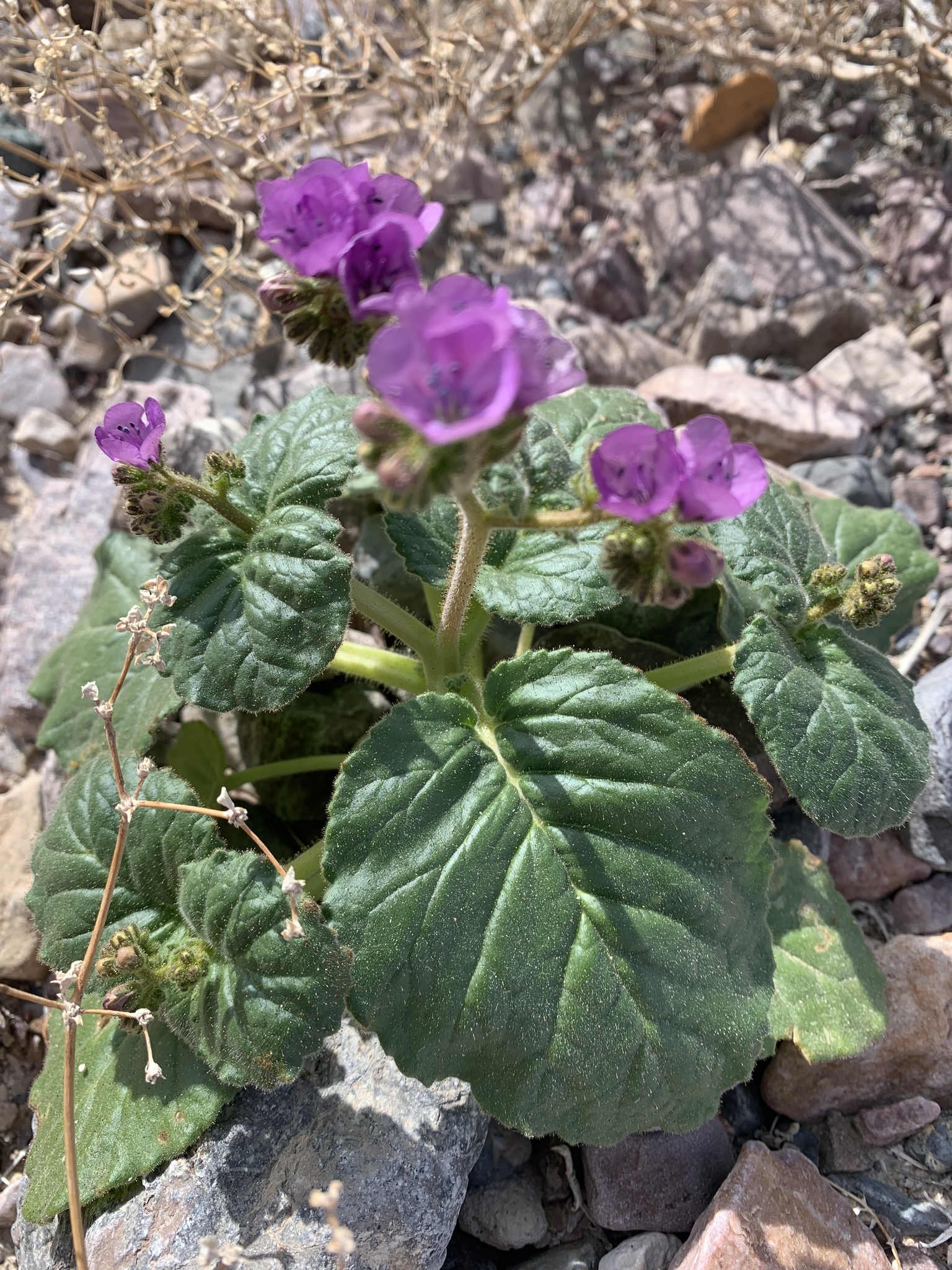 Phacelia calthifolia