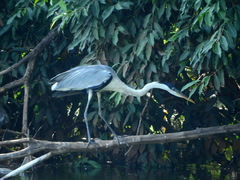 Ardea cocoi