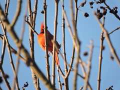 Cardinalis cardinalis