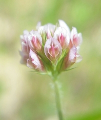 Trifolium bifidum decipiens