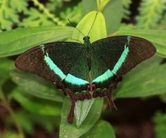 Papilio palinurus