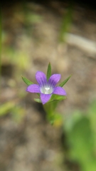 Githopsis specularioides