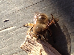 Anthophora villosula