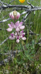 Lupinus nanus