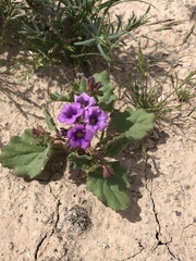 Phacelia pulchella gooddingii