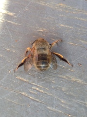 Anthophora villosula