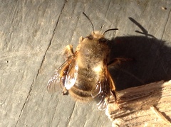 Anthophora villosula