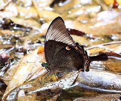 Papilio palinurus