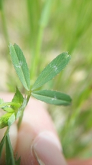 Trifolium bifidum decipiens