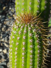 Pachycereus
