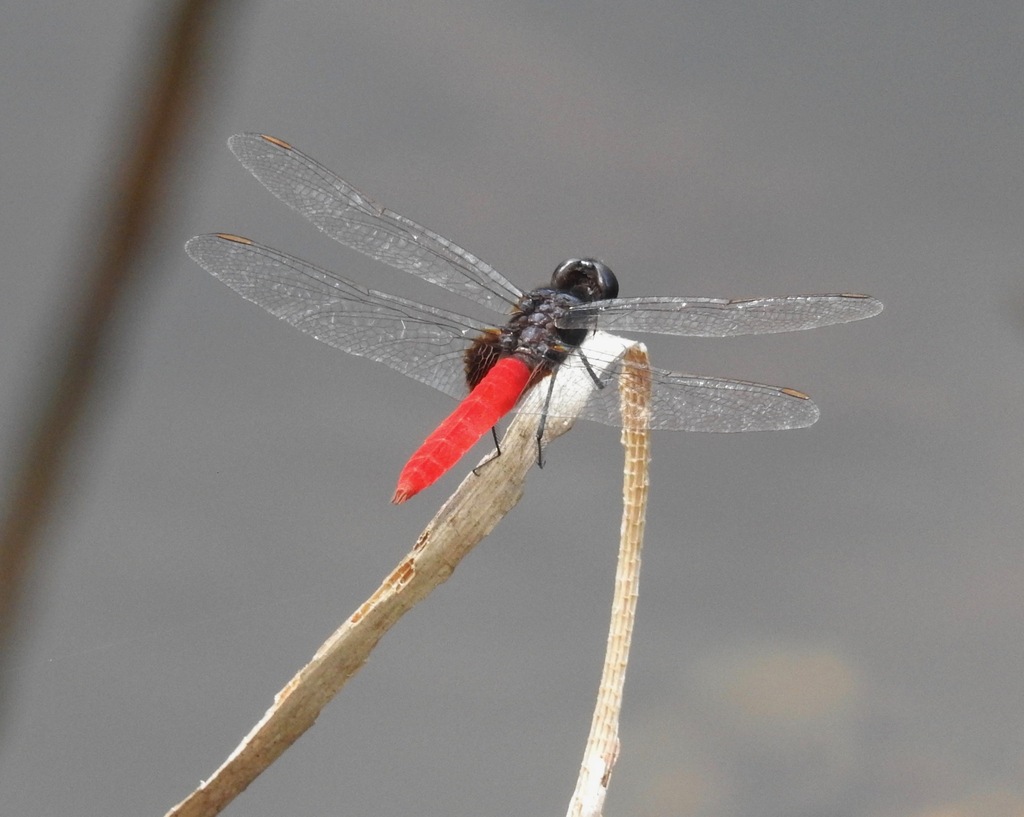 Guianan Scarlet-tail