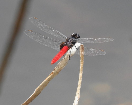 Guianan Scarlet-tail