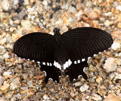Papilio polytes romulus