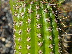 Pachycereus