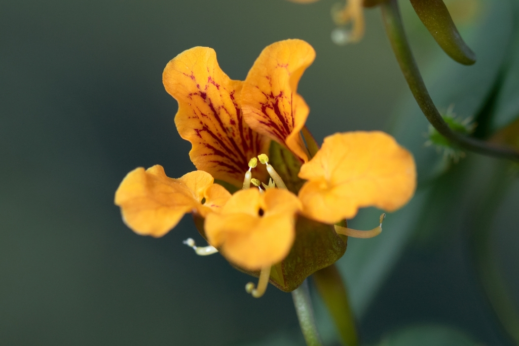 Tropaeolum