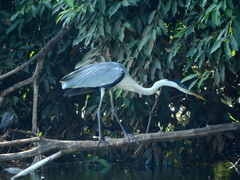Ardea cocoi
