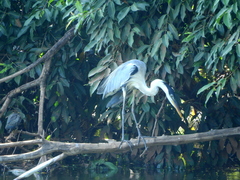 Ardea cocoi