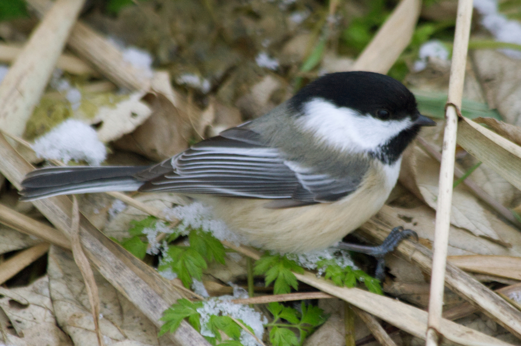 Black-capped Chickadee from Pierrefonds, Montréal, QC, Canada on ...