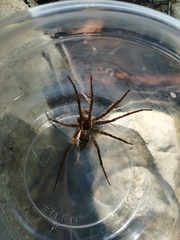 Dolomedes holti