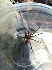Dolomedes holti