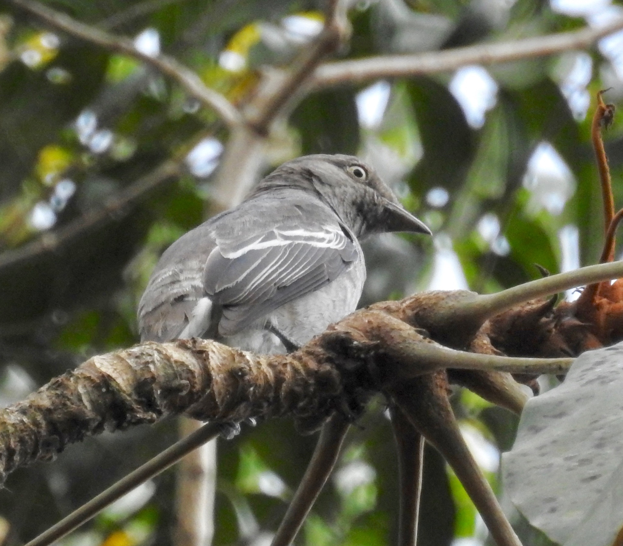 White-winged Cotinga (Xipholena atropurpurea), photo 3
