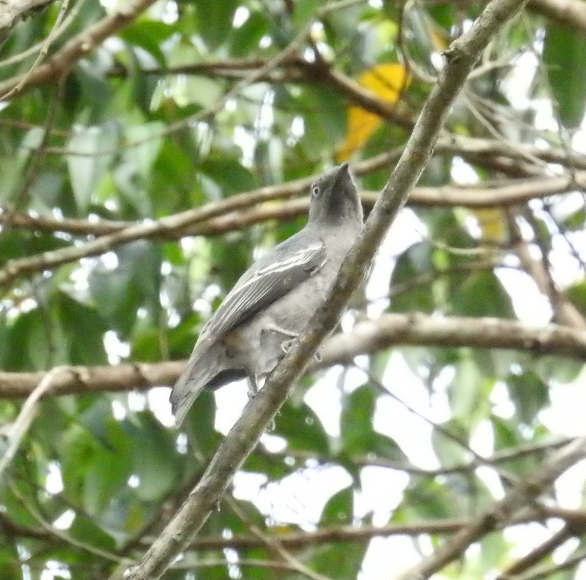 White-winged Cotinga (Xipholena atropurpurea), photo 4