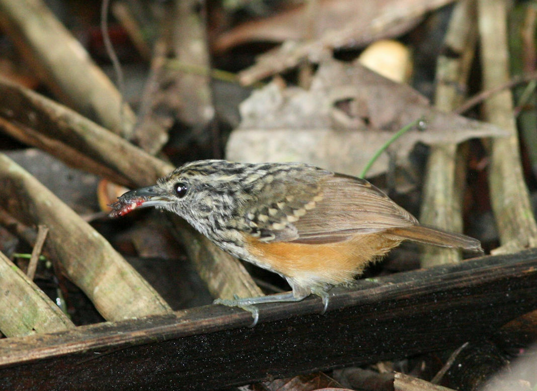 Peruvian Warbling-Antbird illustration