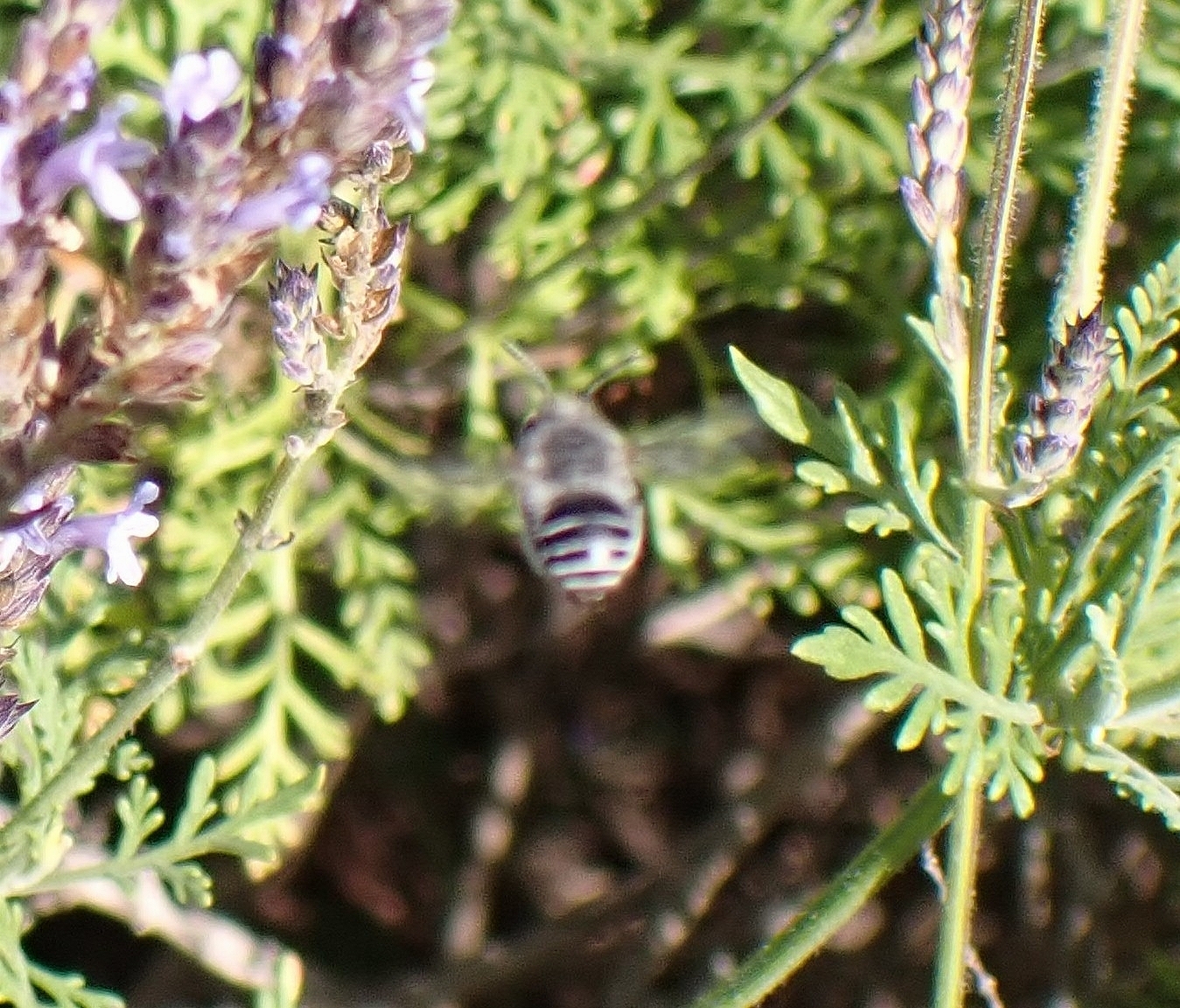 Anthophora orotavae