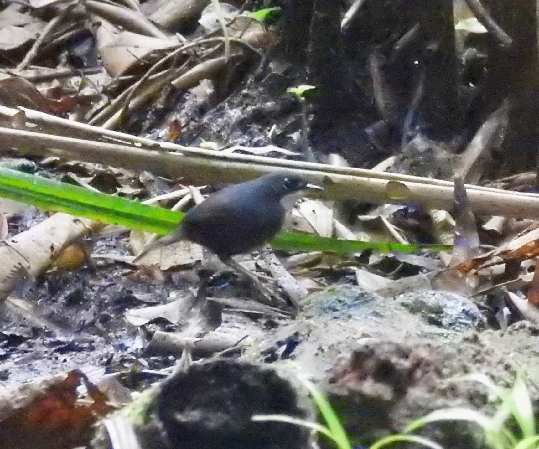 Bahia Tapaculo (Eleoscytalopus psychopompus), photo 1