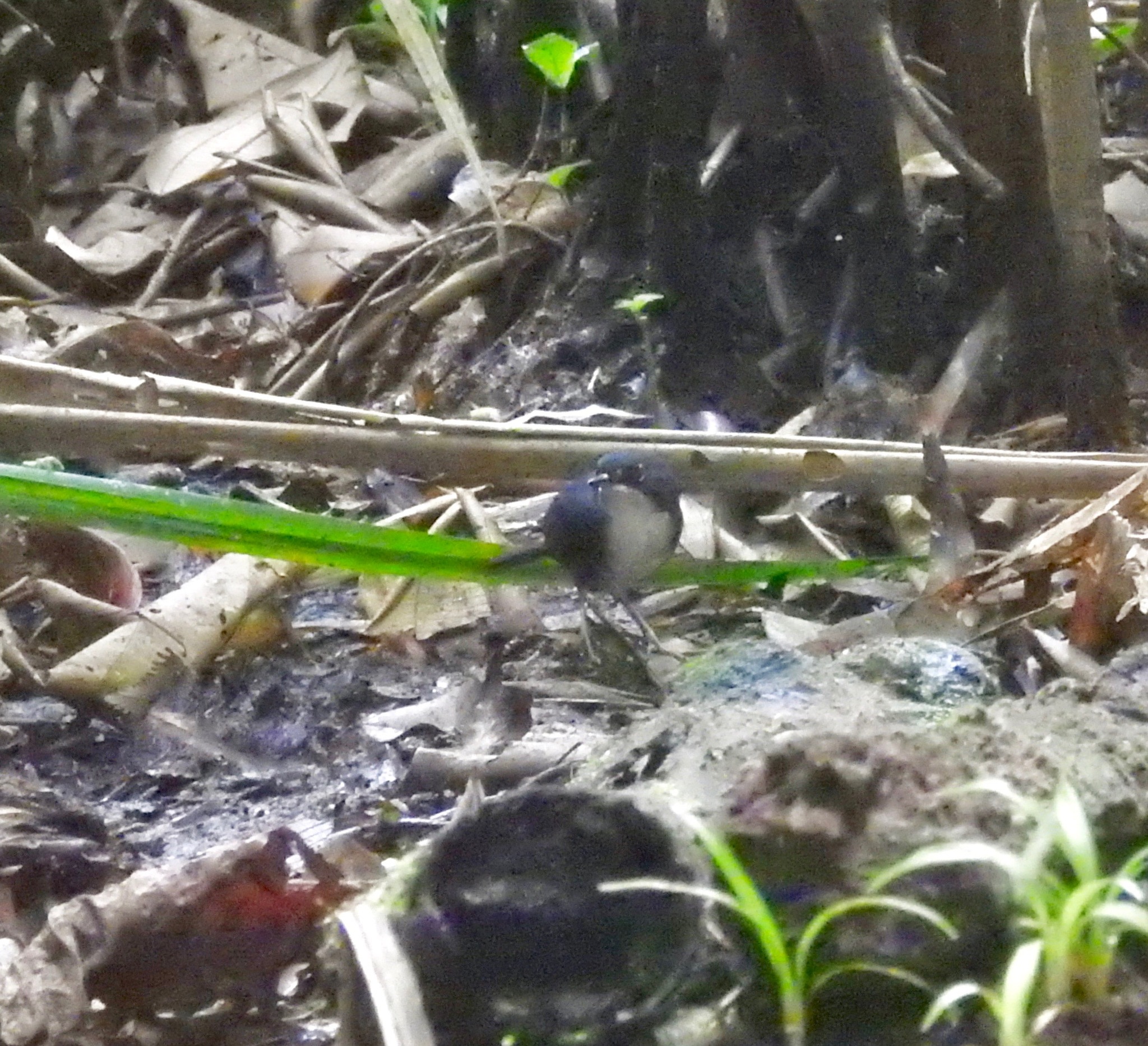 Bahia Tapaculo (Eleoscytalopus psychopompus), photo 2