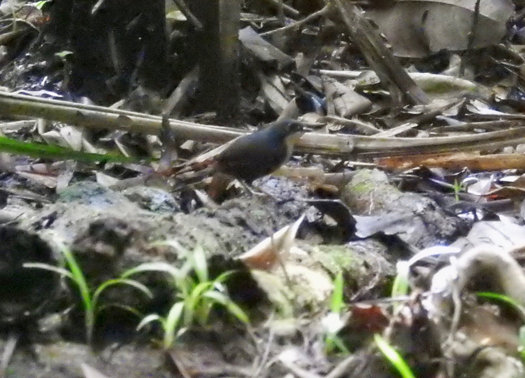 Bahia Tapaculo (Eleoscytalopus psychopompus), photo 3