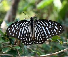 Graphium macareus