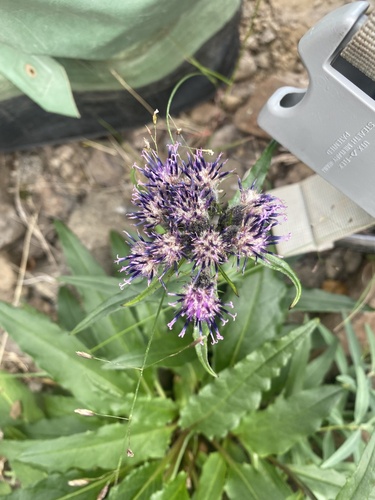 Northern saw-wort (Saussurea tilesii)