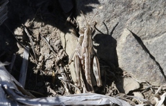 Sigaus australis